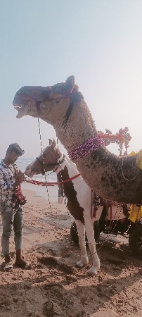 થંબનેલ 3