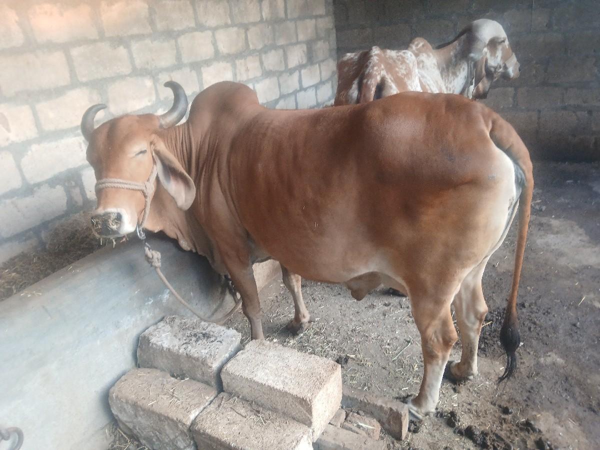 કાસી 20 દીવસની