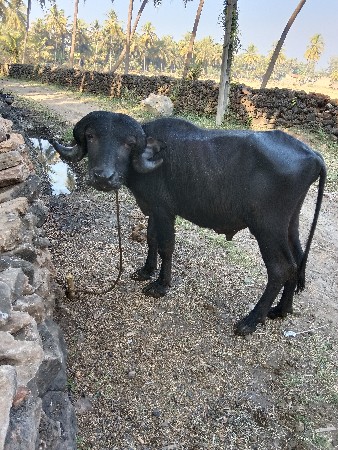 થંબનેલ 3