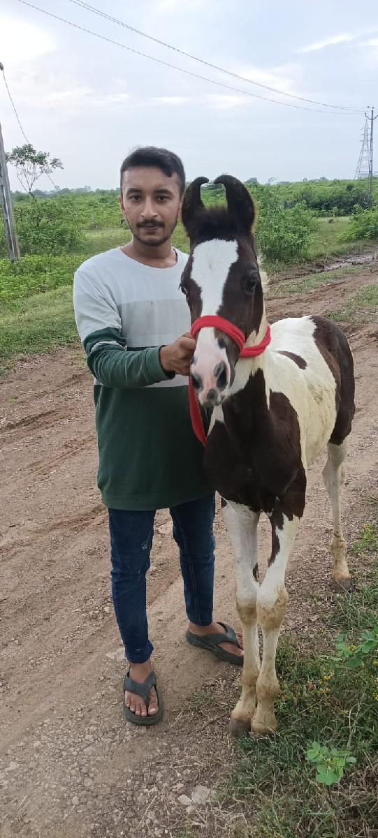 kari bavri vachri che