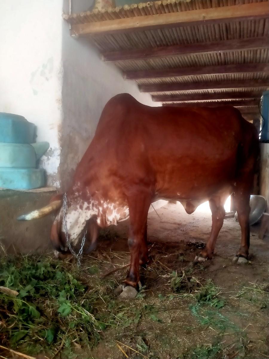 થંબનેલ 2