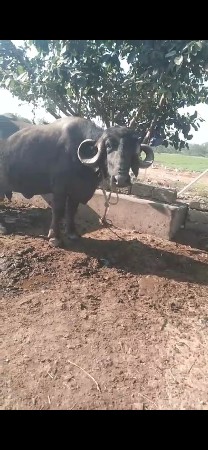 ભેંસ વેચવાની છે