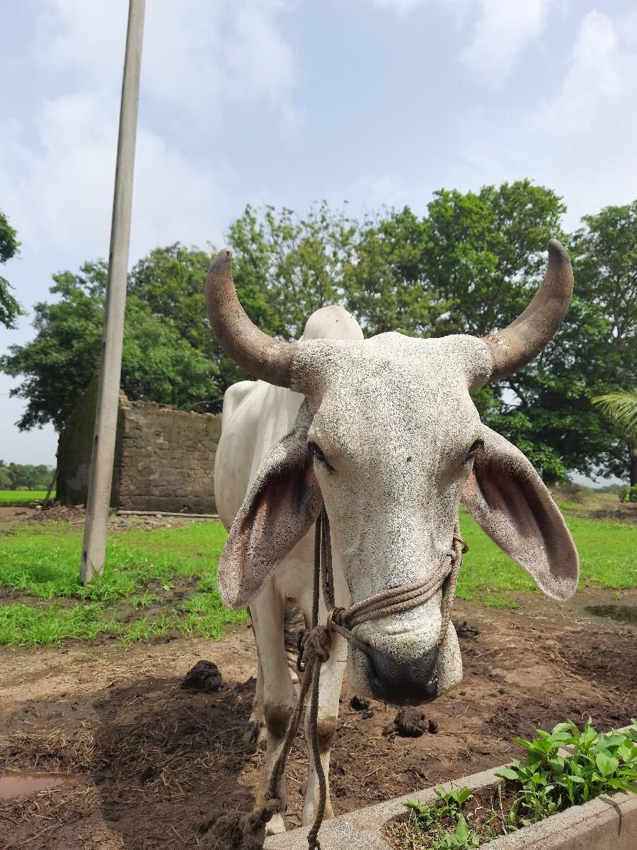 ગોઢલો વેચવાનો છે.