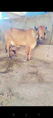 થંબનેલ 2