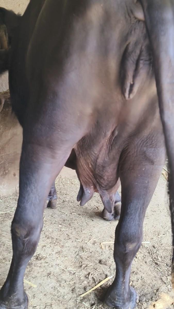 ત્રીજું વેતર