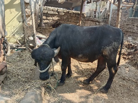 થંબનેલ 2