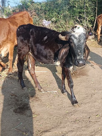 थंबनेल 2