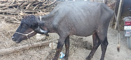 પાડી વેચવાની છે.