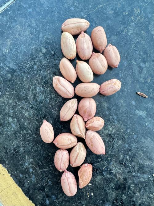 ગિરનાર 4 માંડવી