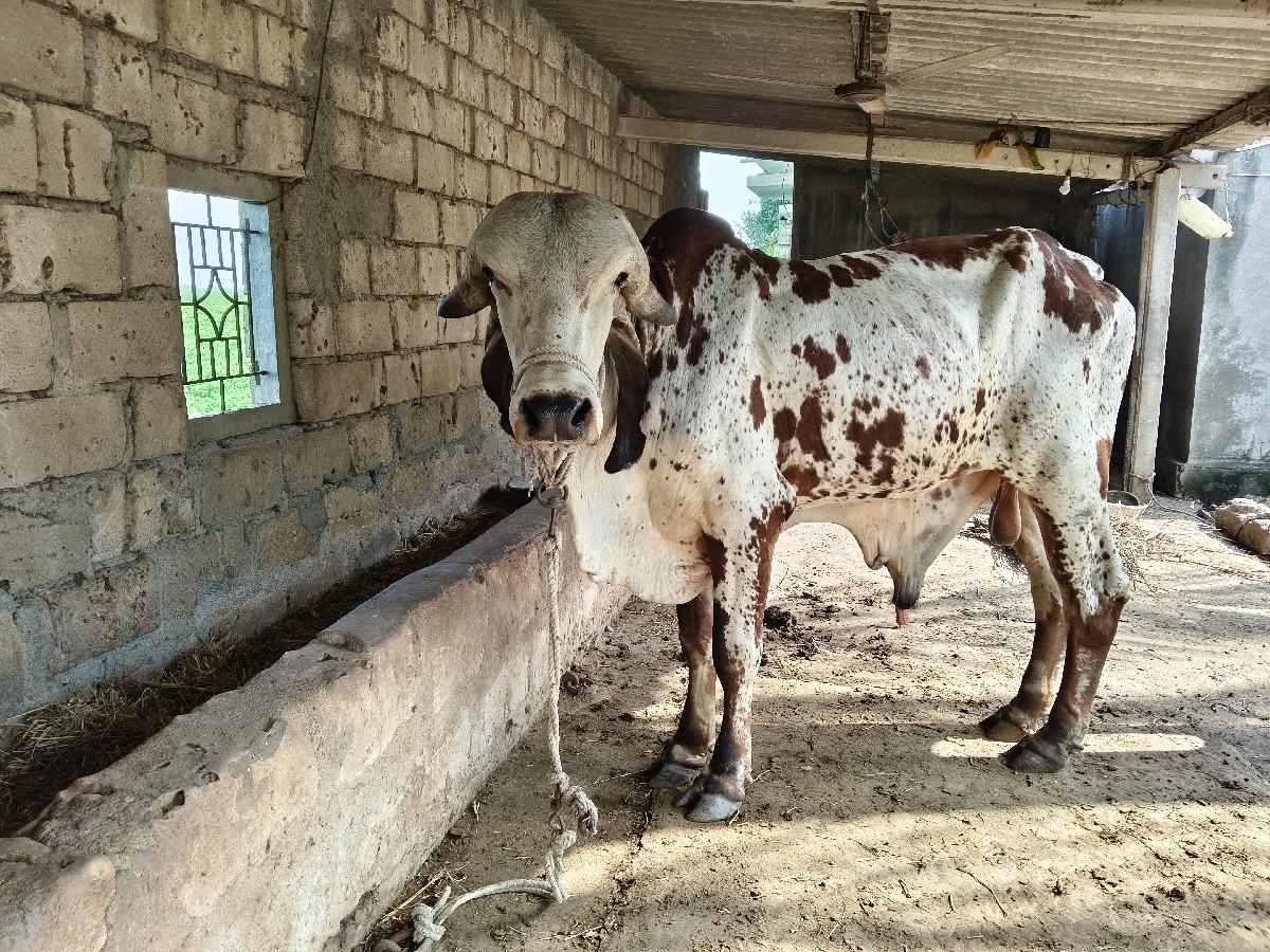 थंबनेल 2