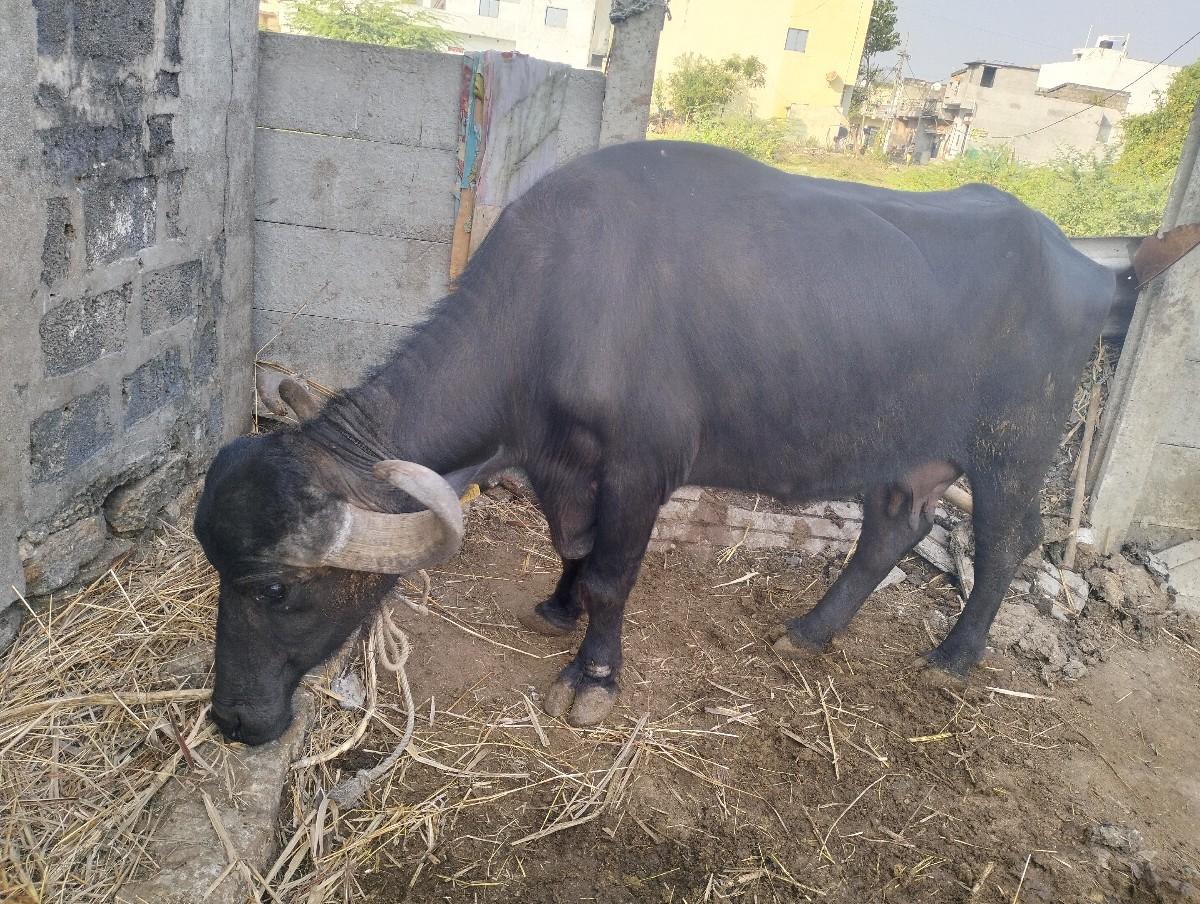 થંબનેલ 2