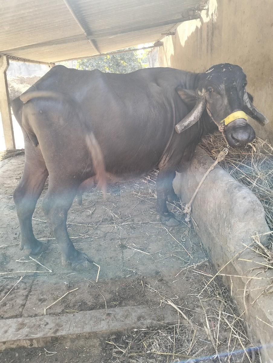 थंबनेल 2