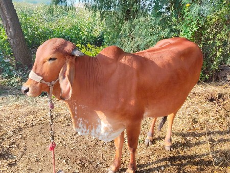 ગાય વેચવાની છે