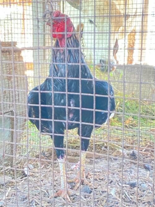 થંબનેલ 2