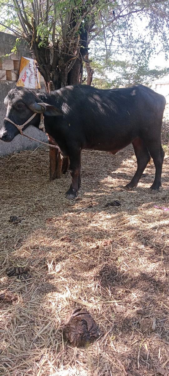 थंबनेल 3