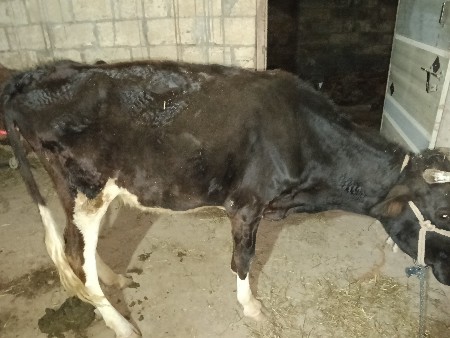 આ ઓળખી વેચવાની છે