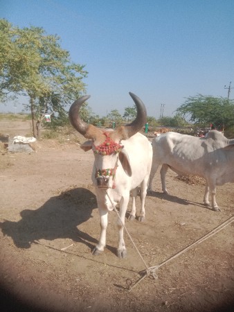 થંબનેલ 2