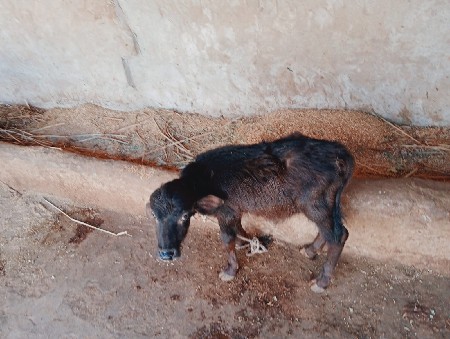 थंबनेल 4