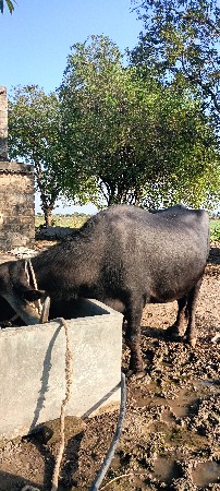 थंबनेल 2