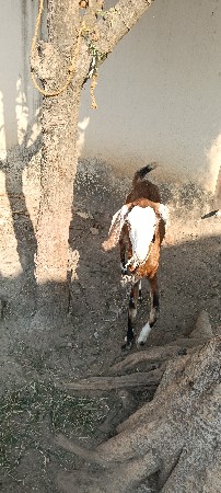 એક બકરી વેચવાની છે