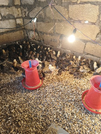 થંબનેલ 4