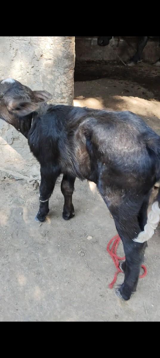 થંબનેલ 3