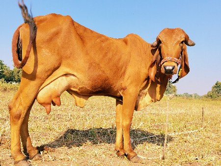 ગીર હોડકી વેચવાની