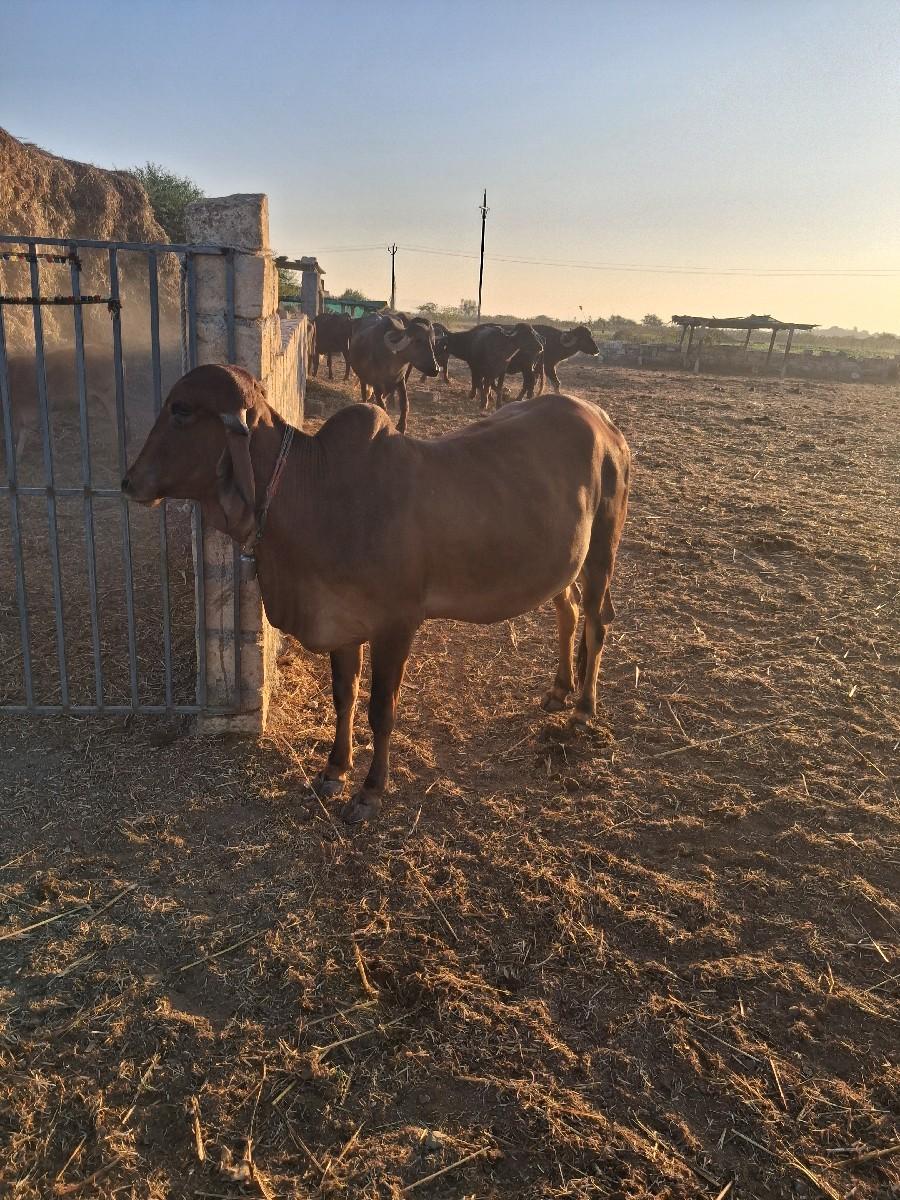 થંબનેલ 2