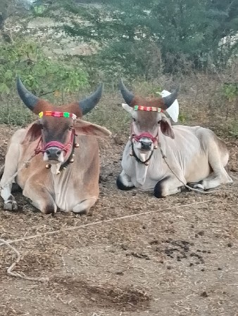 થંબનેલ 2