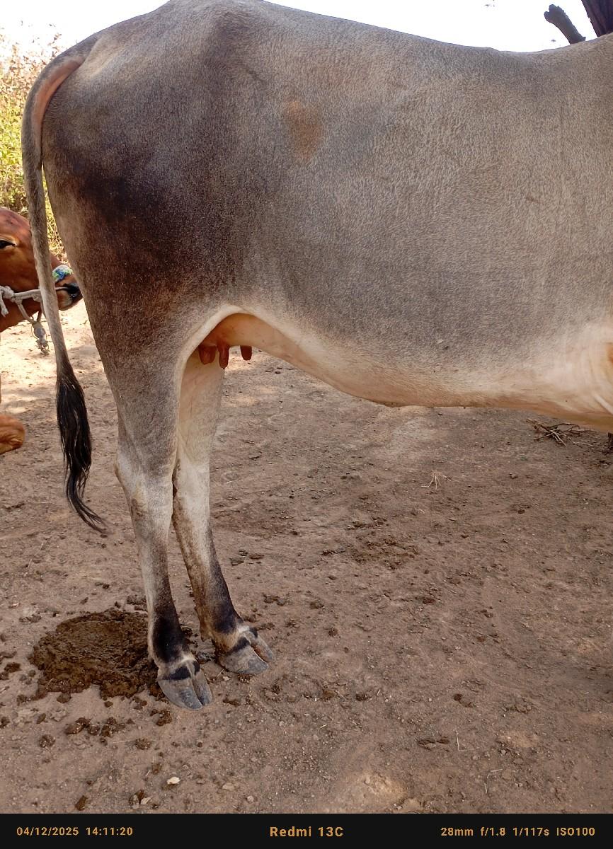 થંબનેલ 3