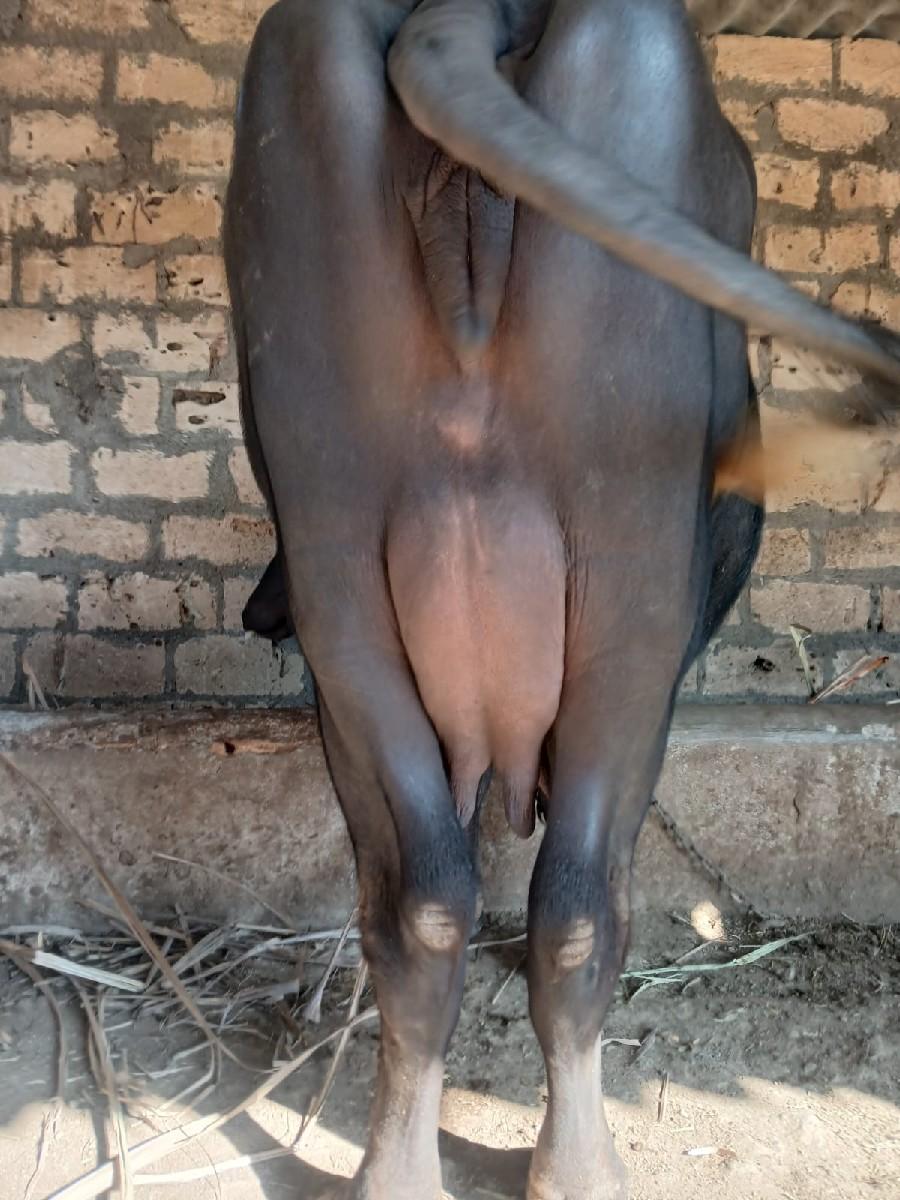 આ.જાફરી.ખડાય.વેશવાનિછે