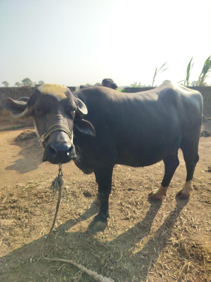 ખડાય વેચવાની છે