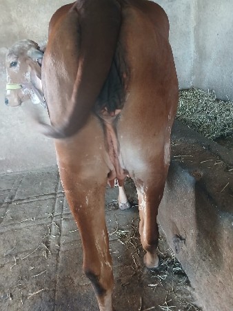 थंबनेल 2