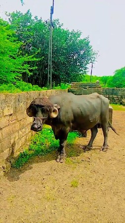 થંબનેલ 3