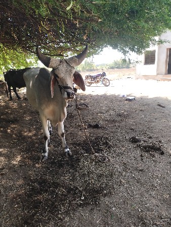 થંબનેલ 3