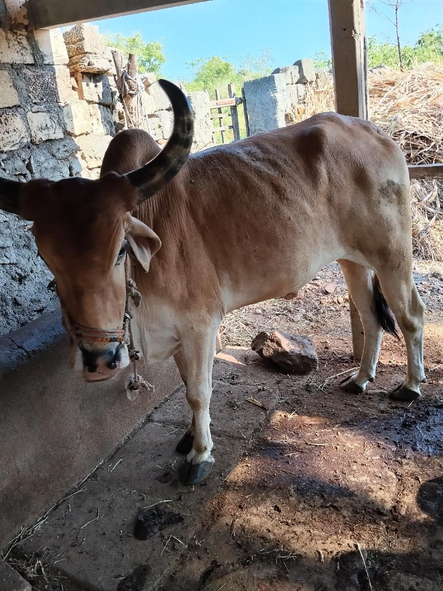 थंबनेल 2