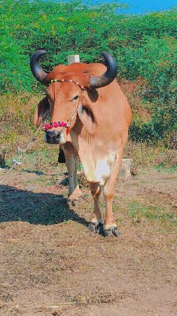 थंबनेल 2