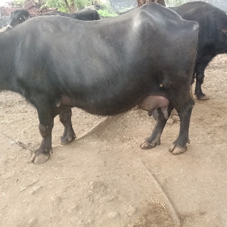 થંબનેલ 2