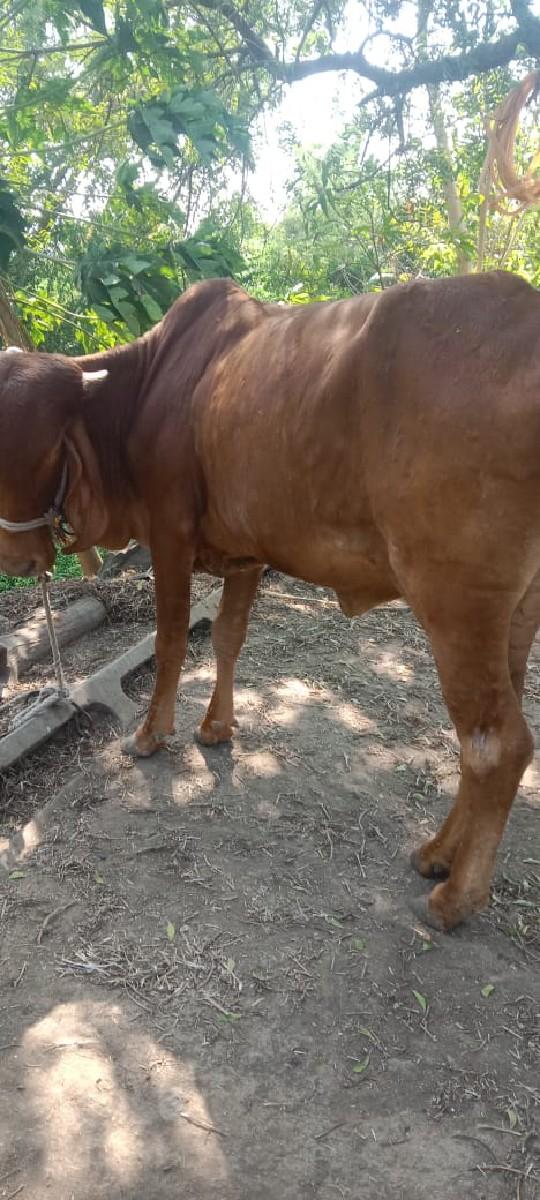 વાછડી વેચવાની છે