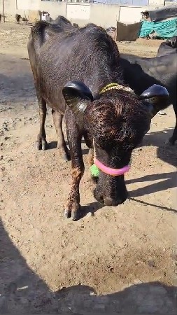 Kareli which one is A pillu veter