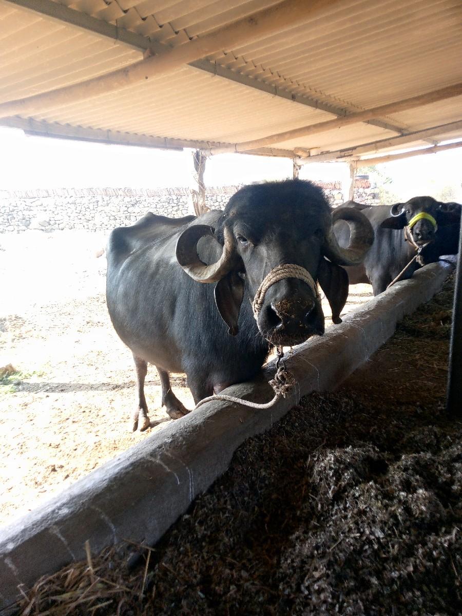 બે ભેંસ વેચવાનીસે