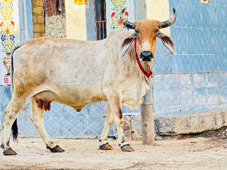ગાય વેચવાની છે