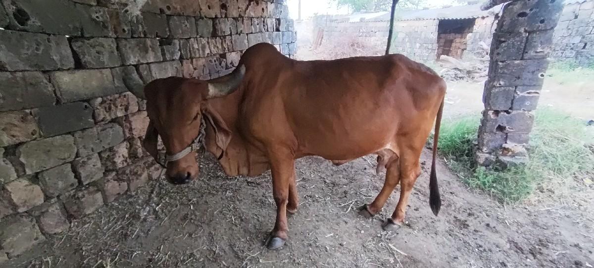 થંબનેલ 2