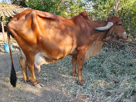 थंबनेल 6