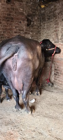 थंबनेल 2