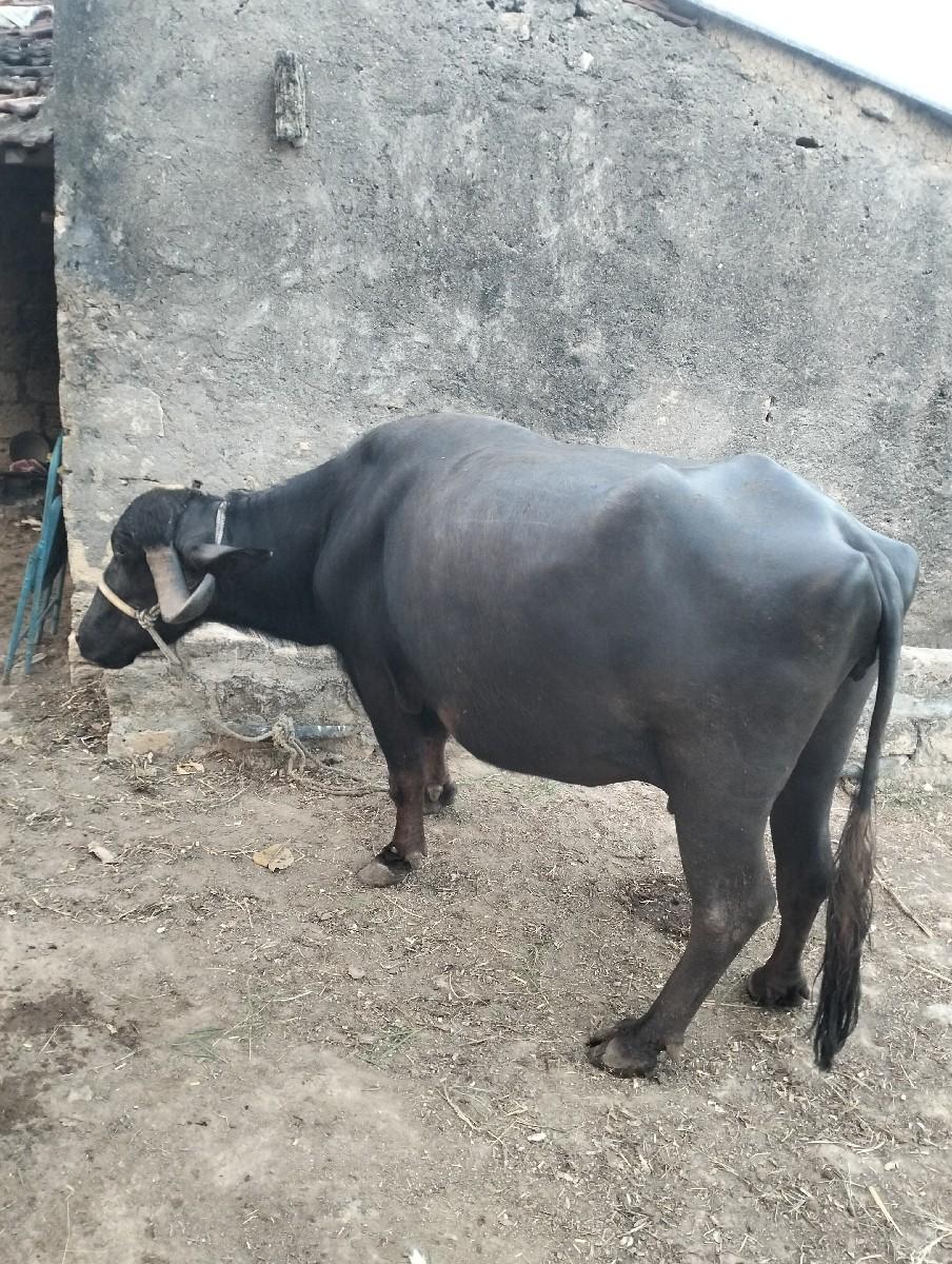 થંબનેલ 2