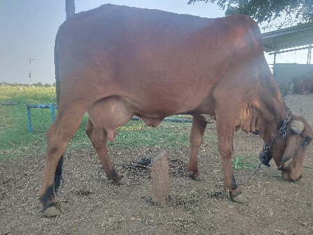 ગાય વેચવાની છે