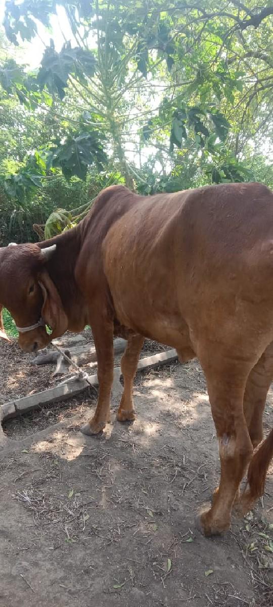 थंबनेल 2