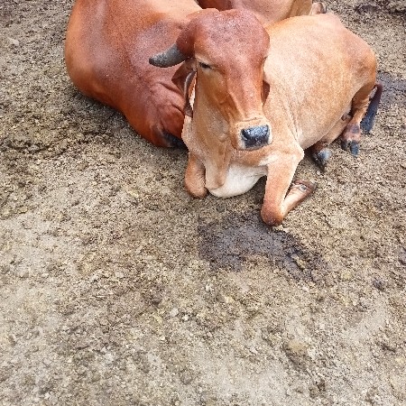 ગાય વેસવાની સે