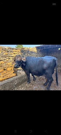 થંબનેલ 3